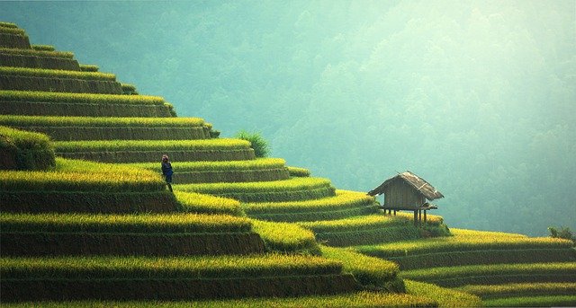 a rice field in Thailand